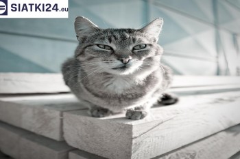 Siatki Jendrzejów - Siatka na balkony dla kota i zabezpieczenie dzieci dla terenów Jendrzejowa